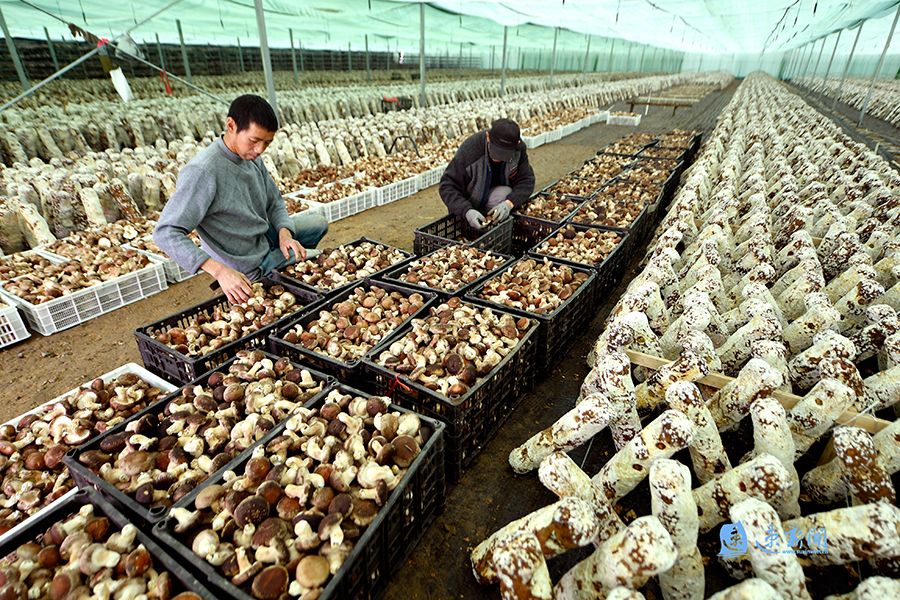 该社区依托家庭农场和合作社,建设香菇种植基地.