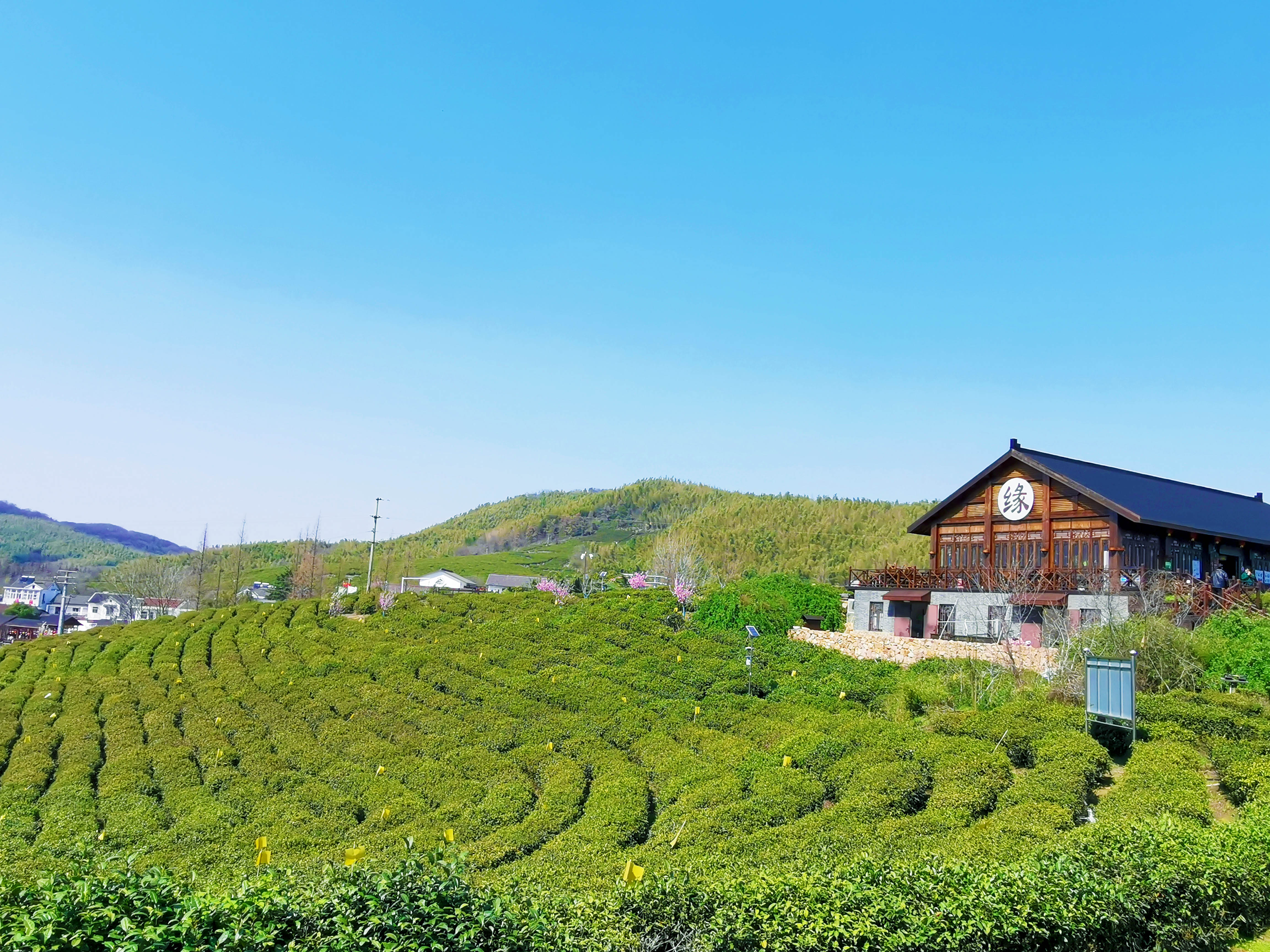 江宁黄龙岘村茶文化园茶缘阁茶园观景台