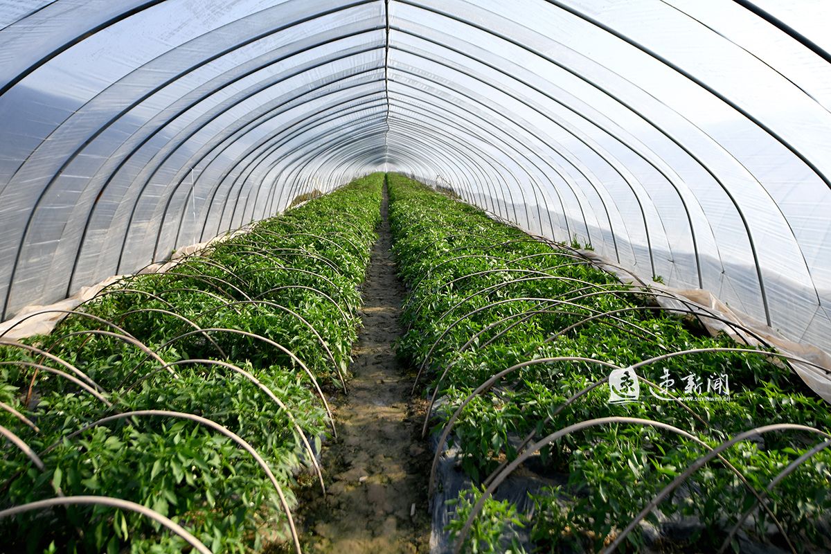 近年来,该村结合市场需求调整种植结构,发展特色杭椒种植,为村民开辟