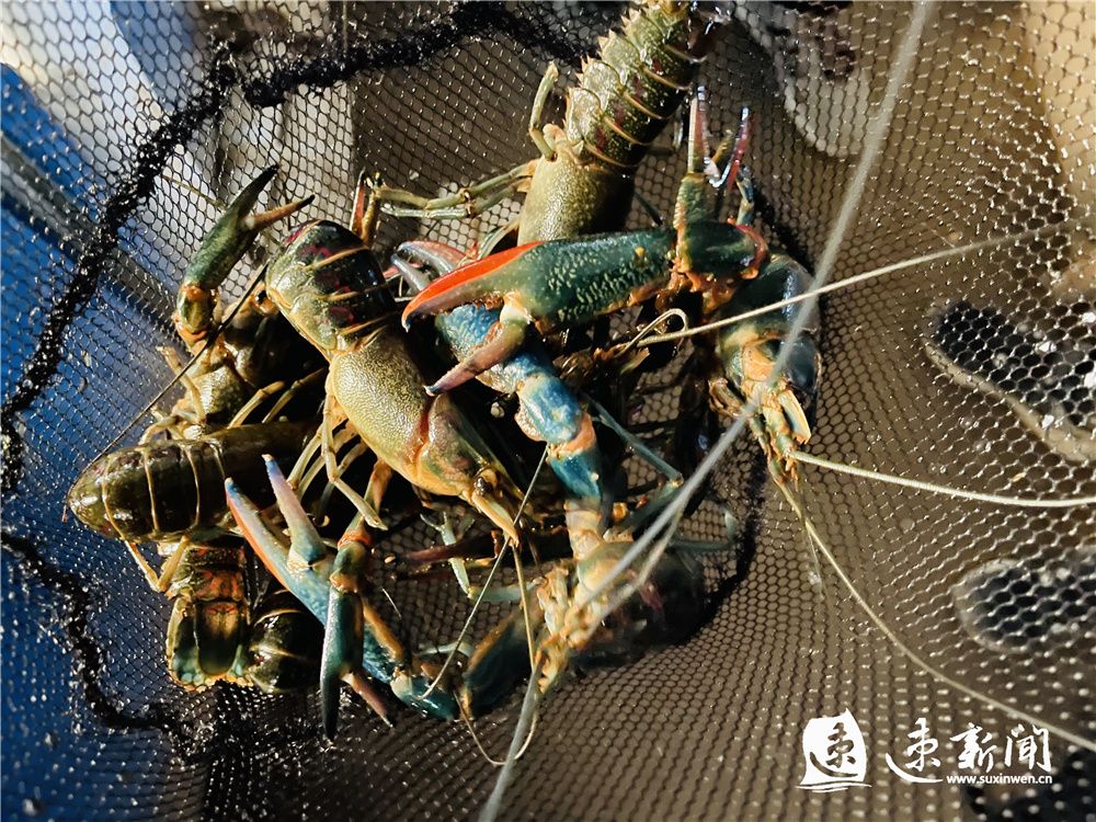 3月25日,养殖户在宿迁市泗阳县裴圩镇淡水澳龙设施养殖项目大棚内对