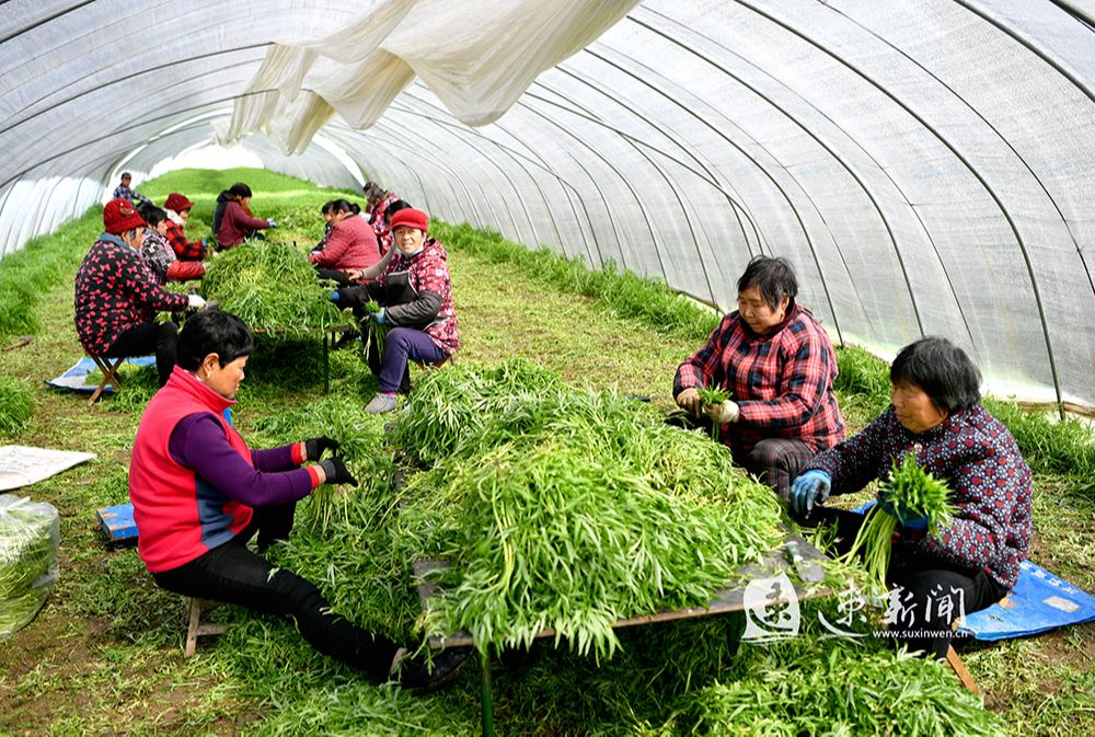 田野里满眼是种植芦蒿的连片塑料大棚,大棚里长着绿油油的芦蒿