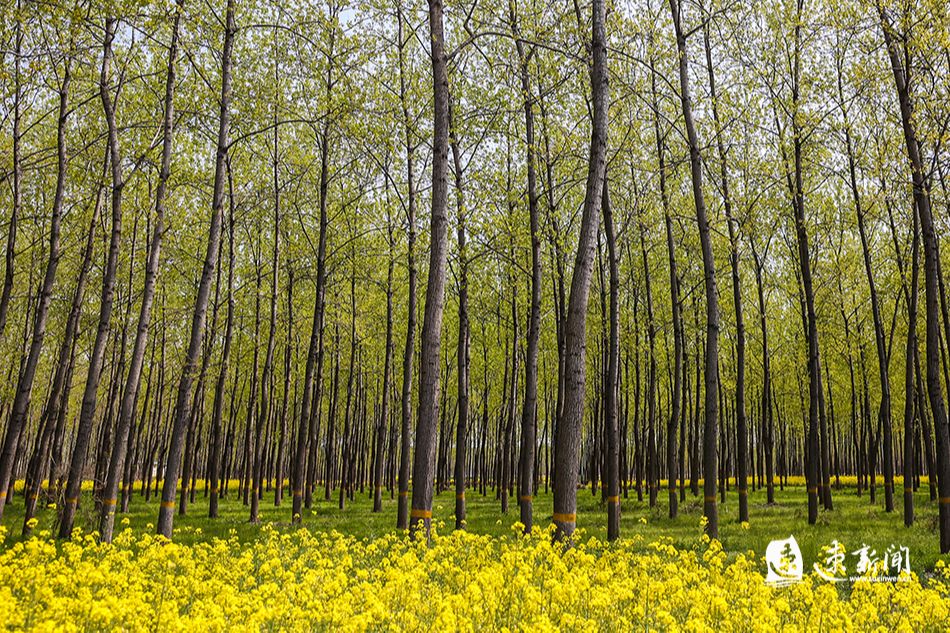 4月9日,泗阳县意杨林海绿色葱茏,一片生机盎然的景象.