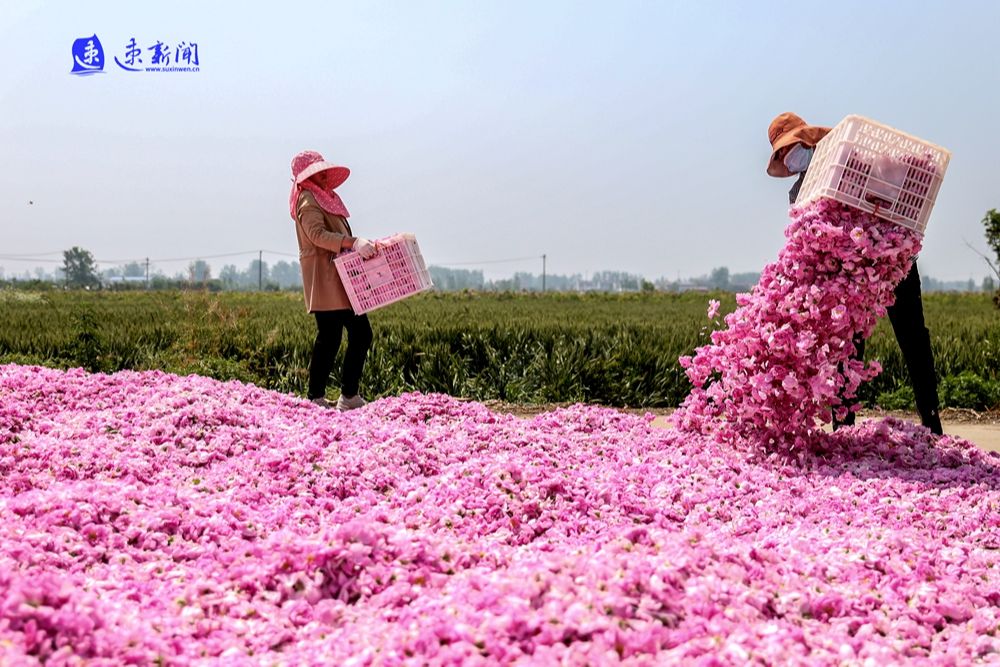 5月10日,在宿迁市泗阳县卢集镇姬庄玫瑰种植基地,1300亩玫瑰花散发着