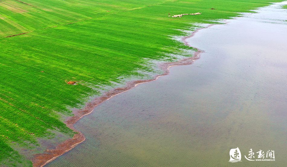 图说|沭阳:夏日沂河淌 风吹现牛羊