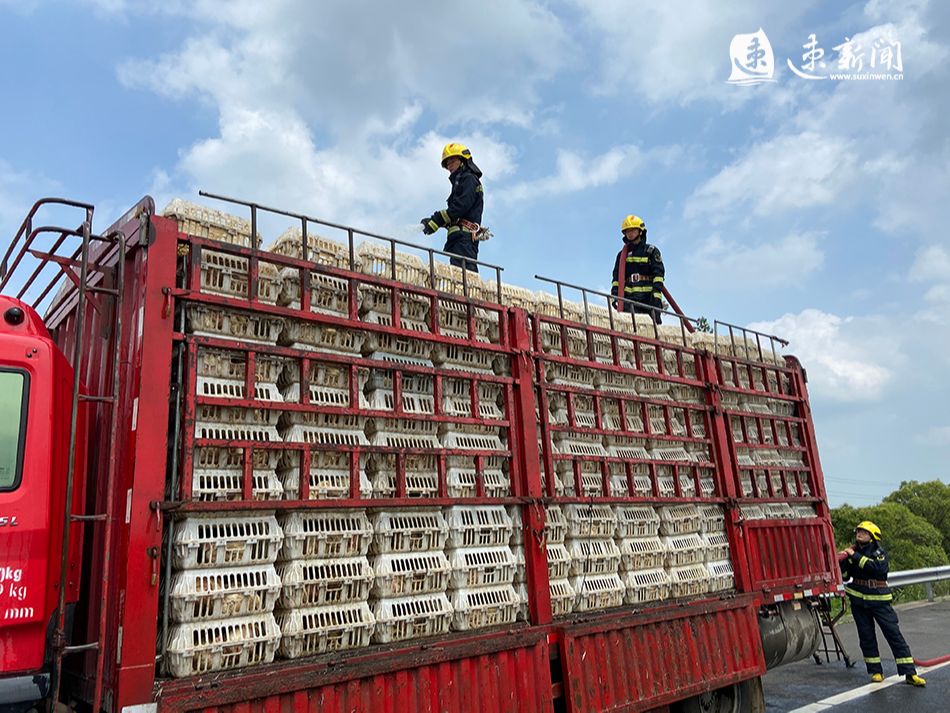 货车抛锚近3500只鸡中暑宿迁蓝朋友给鸡洗澡降温