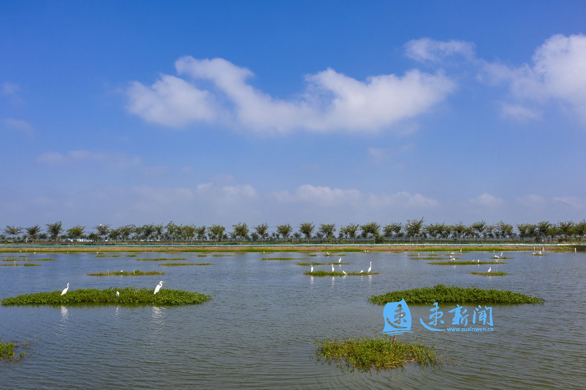 67图说泗洪鹭舞水云间