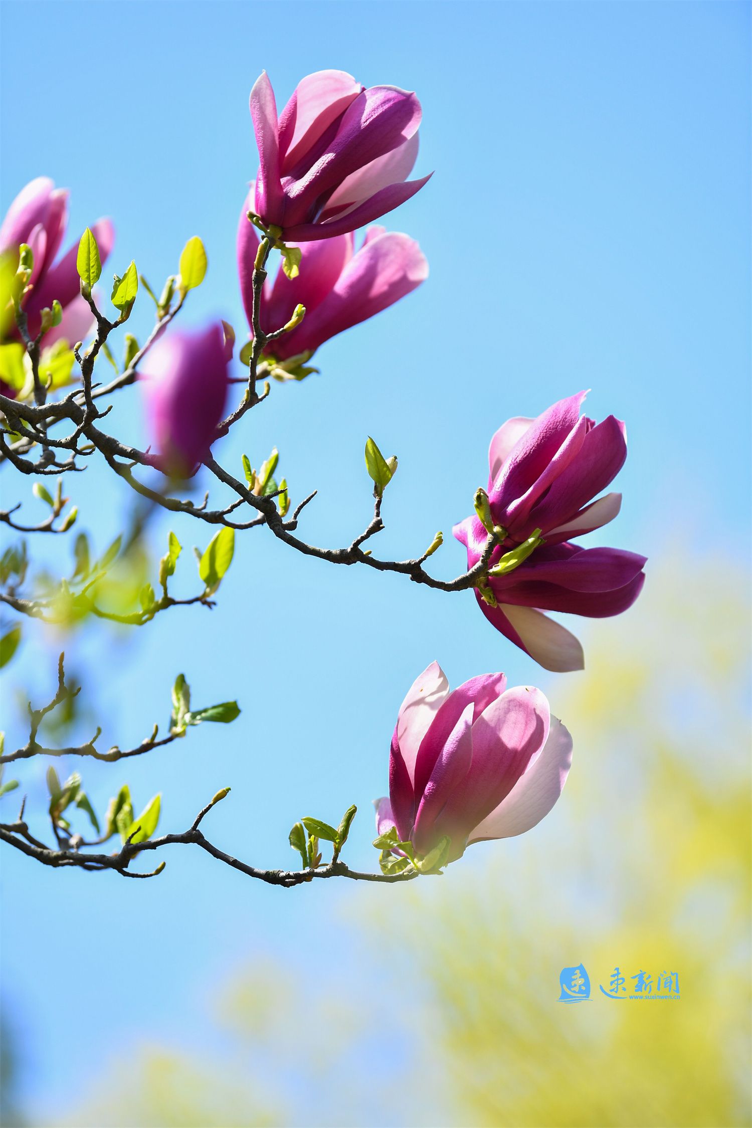 图说阳光灿烂春意浓