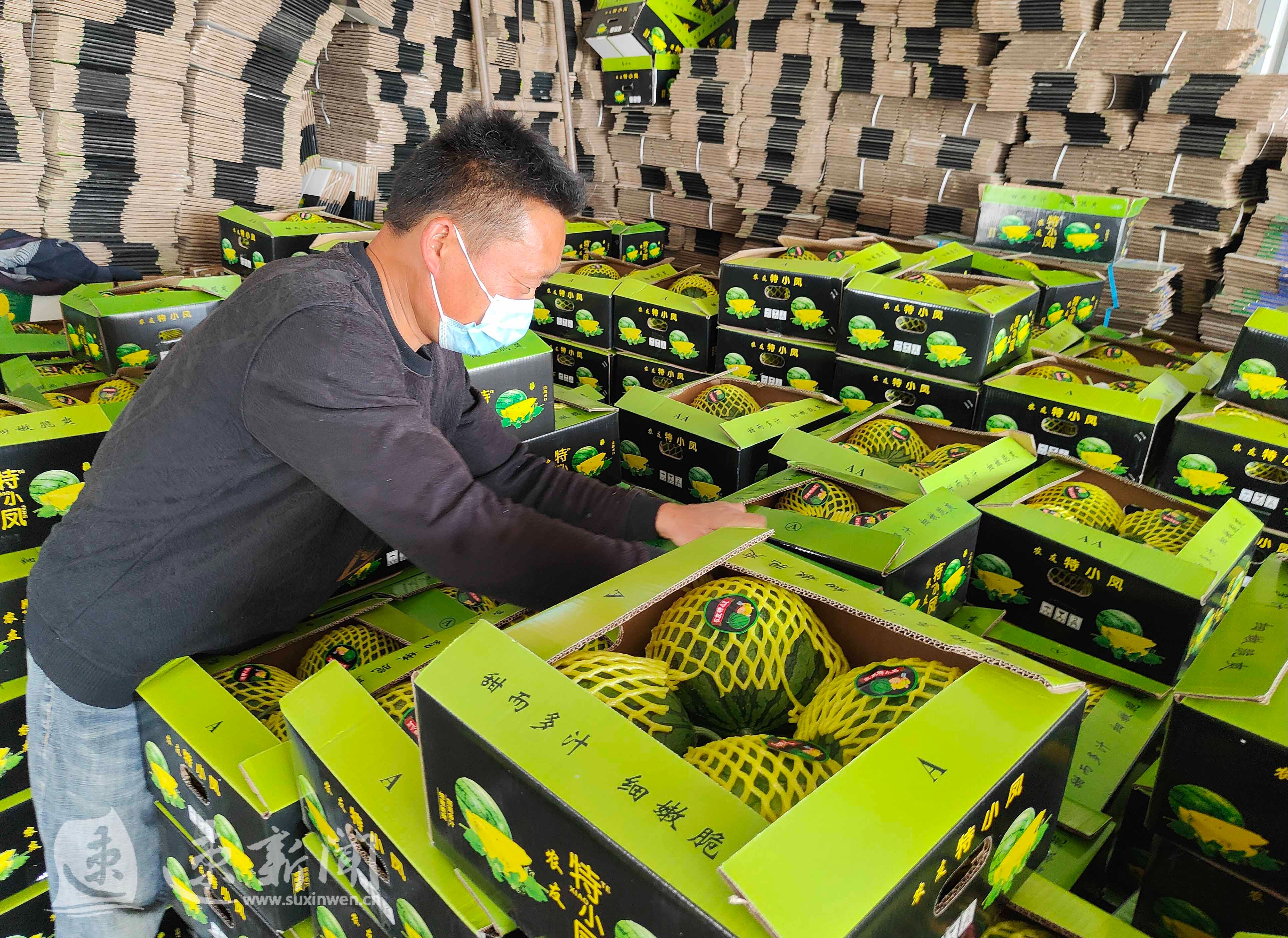 图说沭阳潼阳镇特小凤西瓜上市