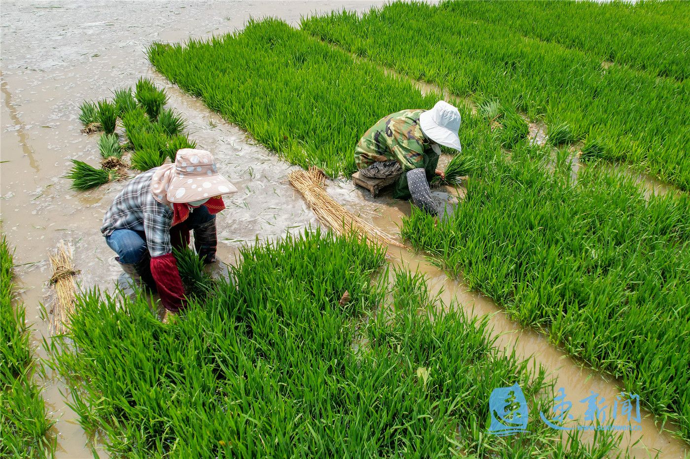 图说芒种至农事忙