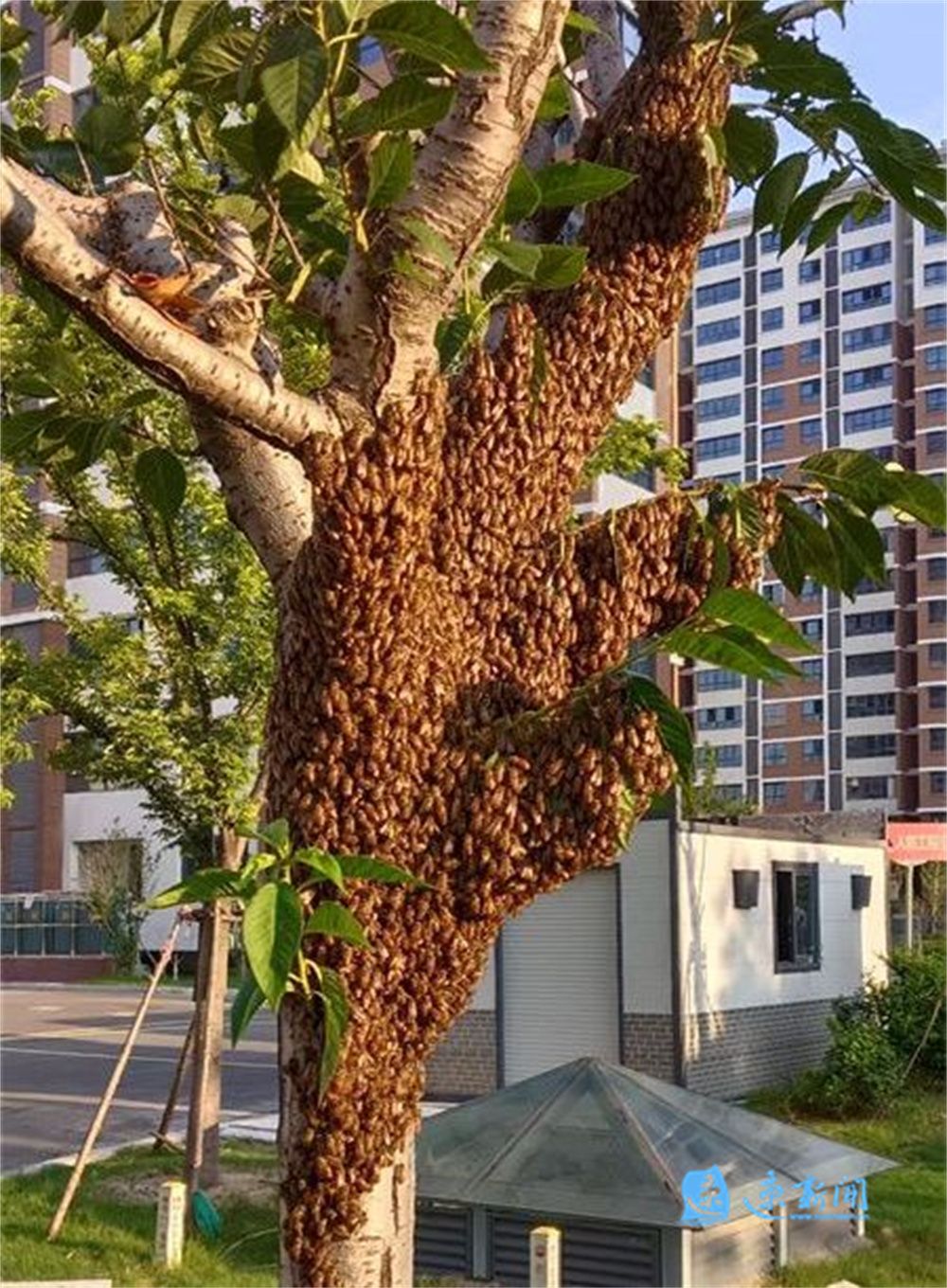 蜜蜂为何树上抱团？专家：这是蜜蜂“分家”