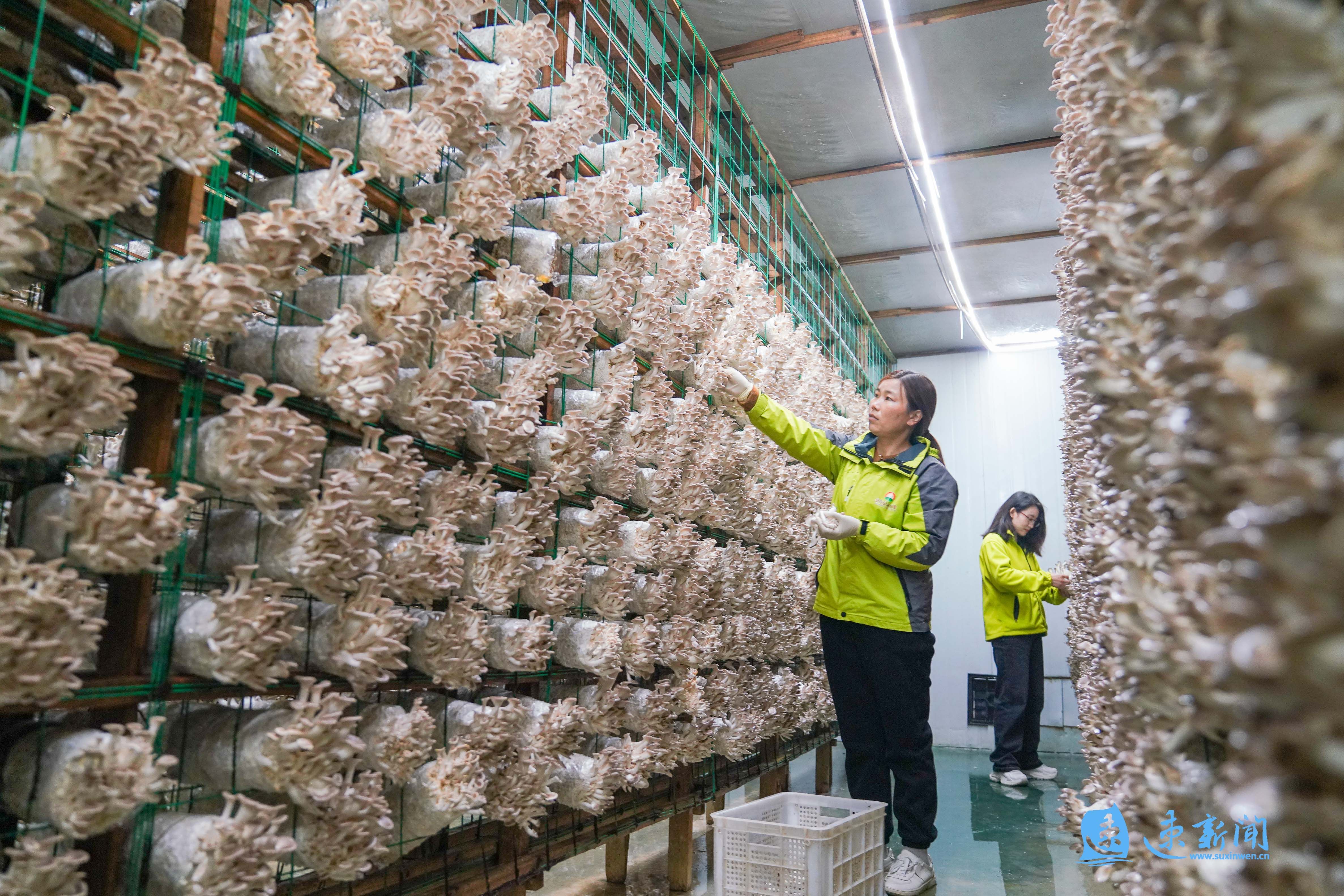 工人正在对刚采摘的秀珍菇,杏鲍菇进行分拣,称重,打包